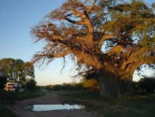 Südliches Afrika, Angola, Kalahari: Der große Baum dient als Versammlungsort eines Dorfes - und uns als Lagerplatz