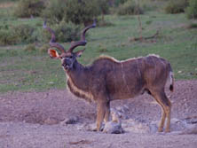 Südliches Afrika, Botswana, Kalahari:  Antilope