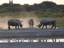 Südliches Afrika, Botswana, Kalahari:  Nashörner an einem Wasserloch
