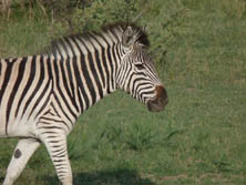 Südliches Afrika, Botswana, Kalahari:  Zebra